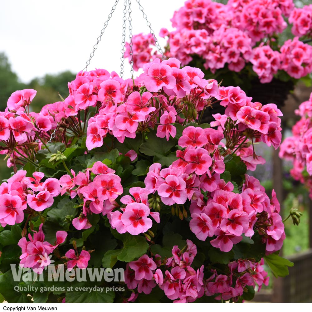 Geranium 'Sunrise Smoky Eye Pink'