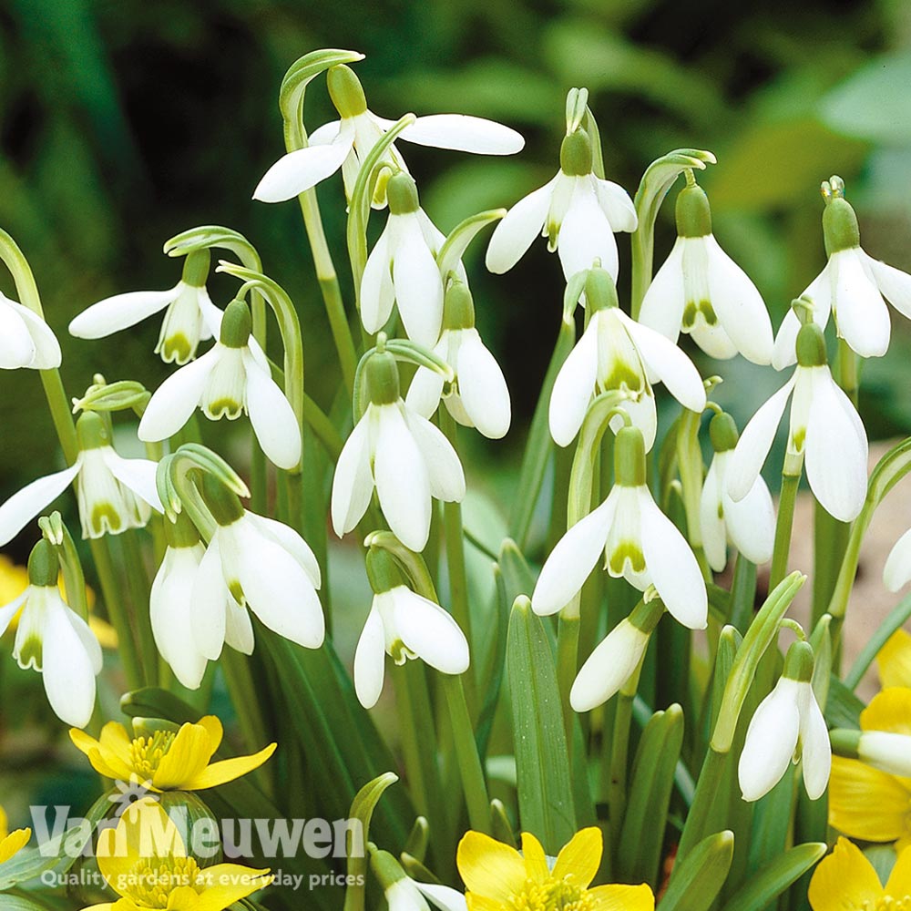 Snowdrop (Single-flowered)