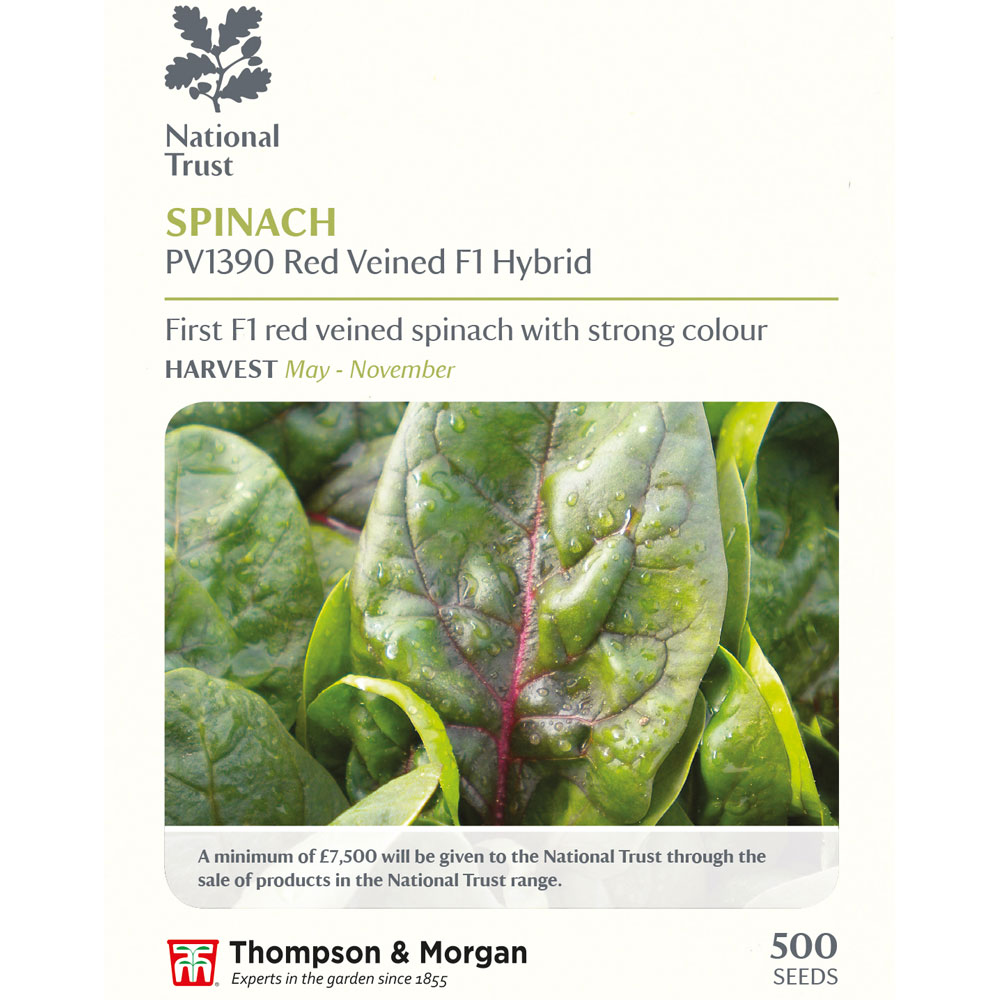 Spinach PV1390 'Red Veined' (National Trust)