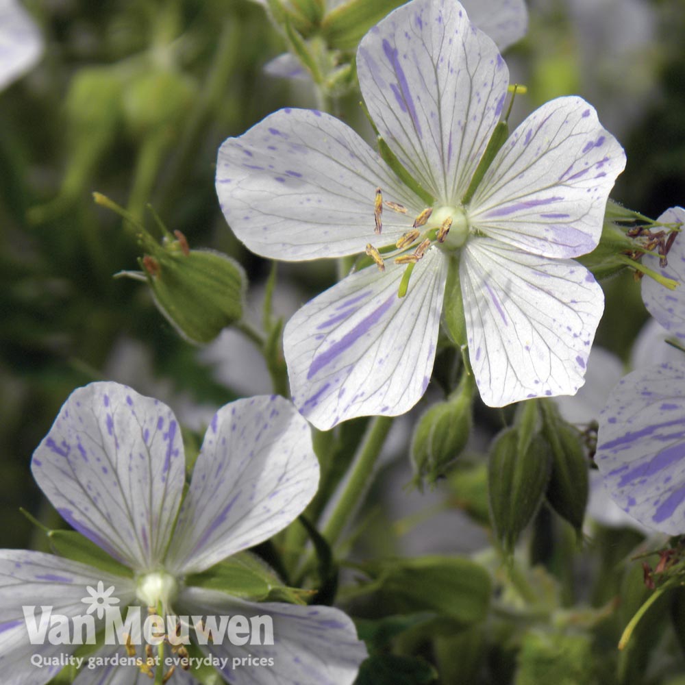 Geranium pratense var. striatum 'Splish Splash'