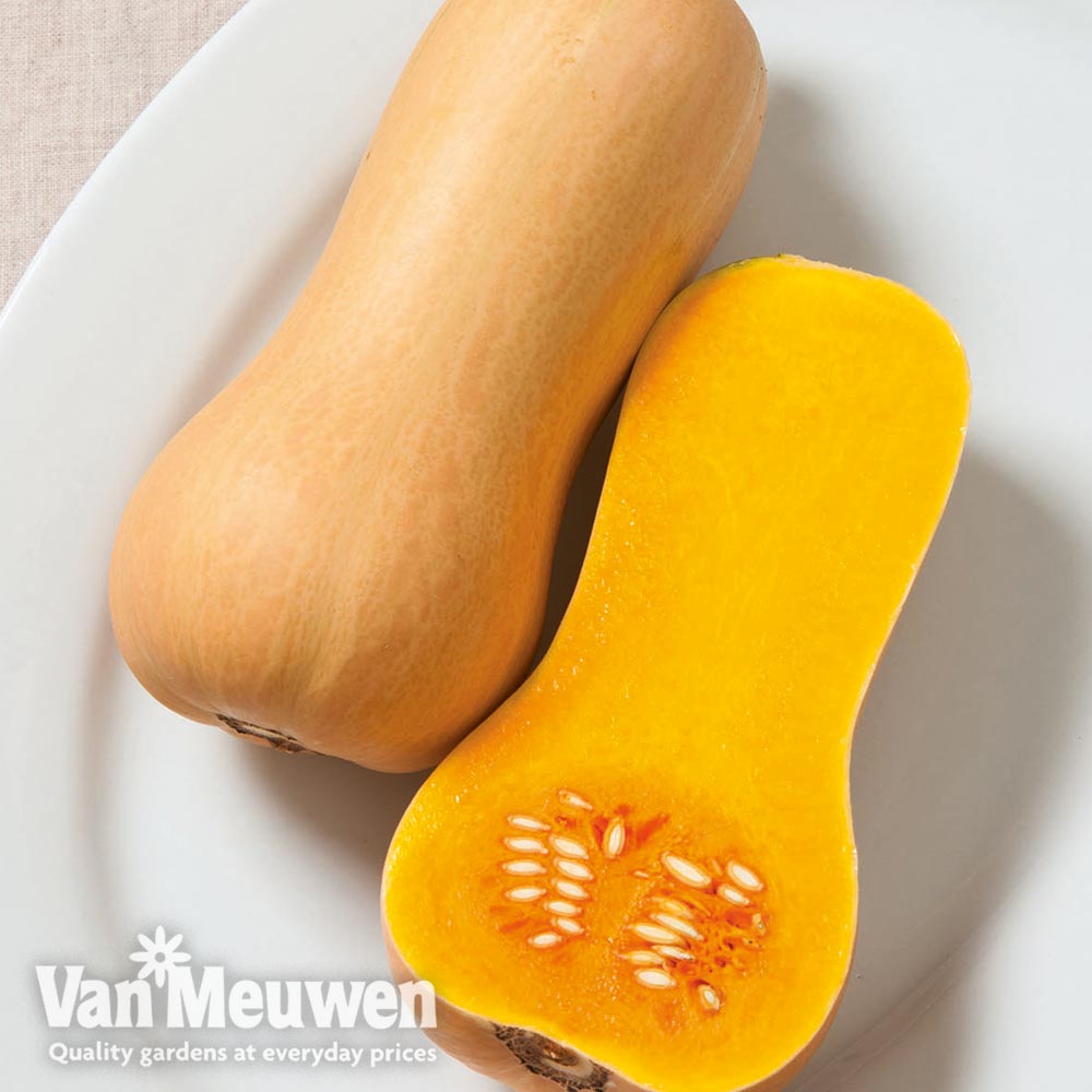 Butternut Squash 'Butterscotch'