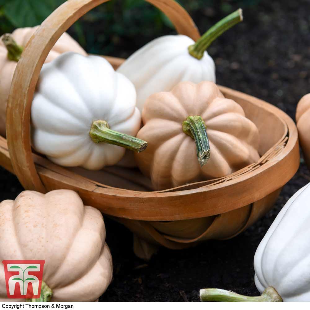 Winter Squash 'Potatoes Duo' - seeds