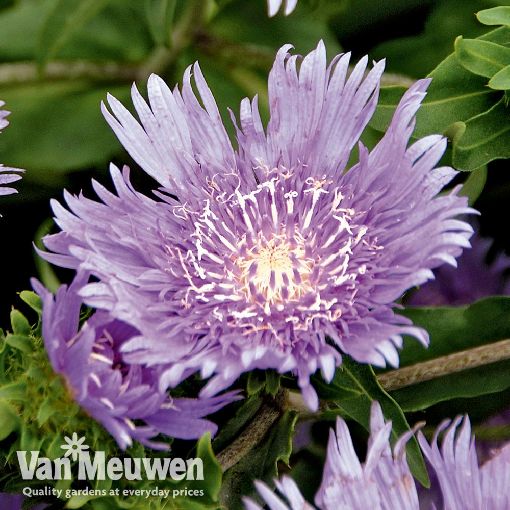 Stokesia laevis 'Mel's Blue'