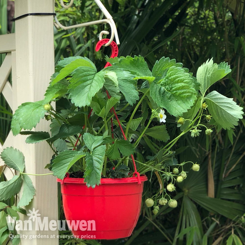 Strawberry 'Elsanta' (Pre-planted Baskets)