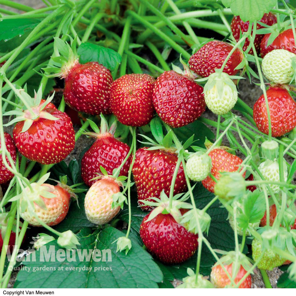 Strawberry 'Cherry Berry'