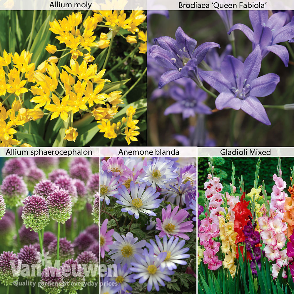 Summer Flowering Bulb Collection