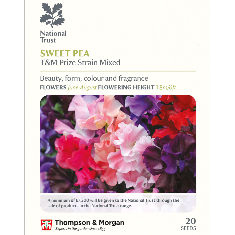 Sweet Pea 'T&M Prize Strain Mixed' (National Trust)