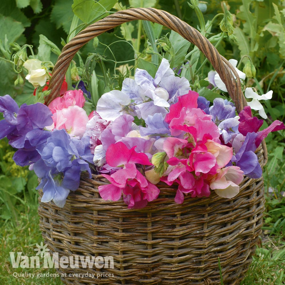 Sweet Pea 'Sweet Dreams Mixed'