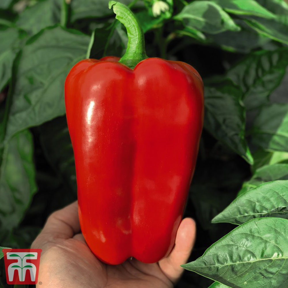 Sweet Pepper 'Red King' F1 Hybrid