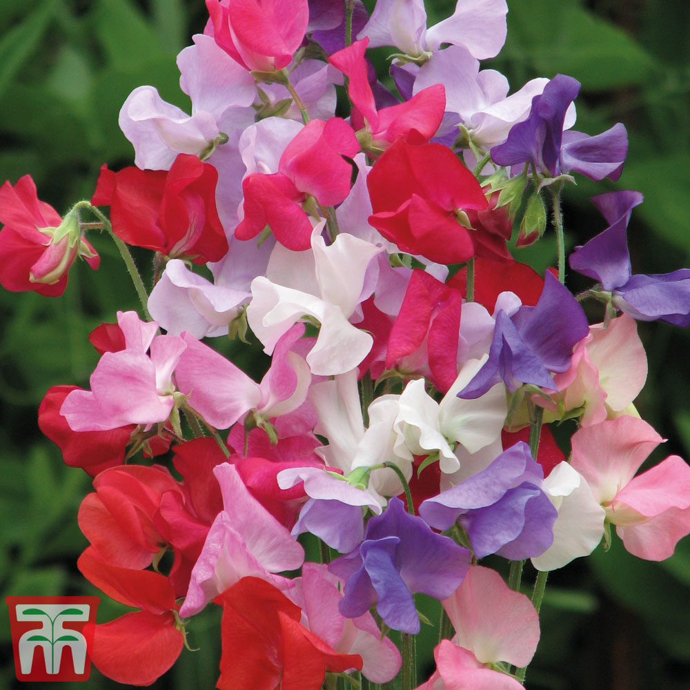 Sweet Pea 'Early Mammoth Mixed'