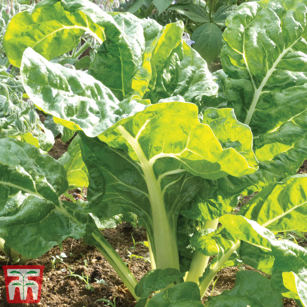 Organic Swiss Chard 'White Silver'