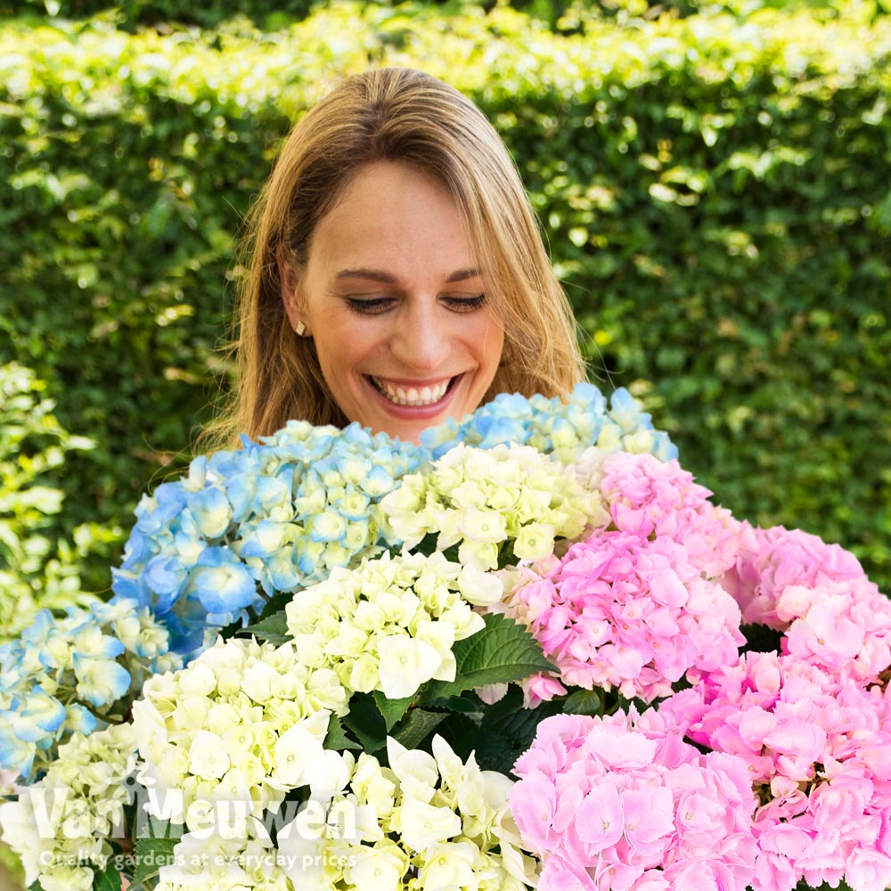 Hydrangea macrophylla 'Three Sisters Pastel'