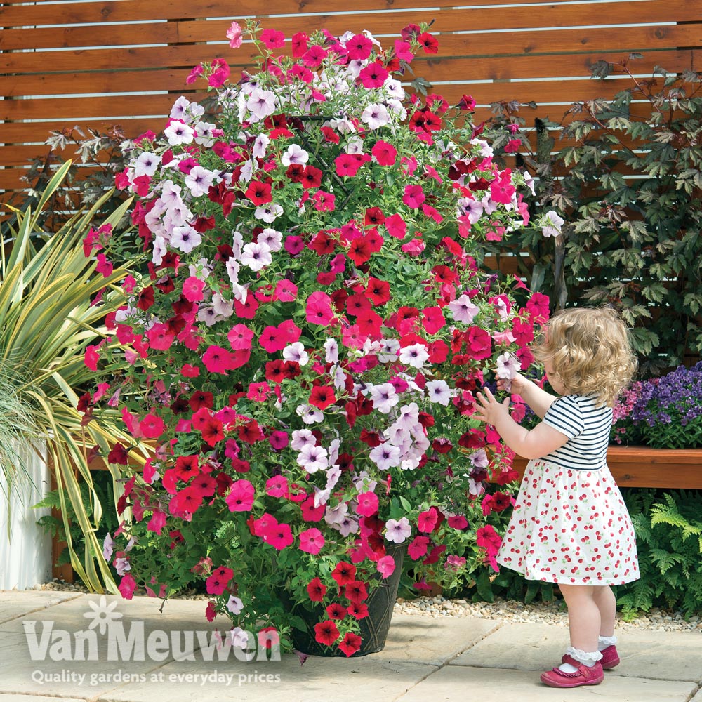 Petunia 'Tidal Wave Improved'