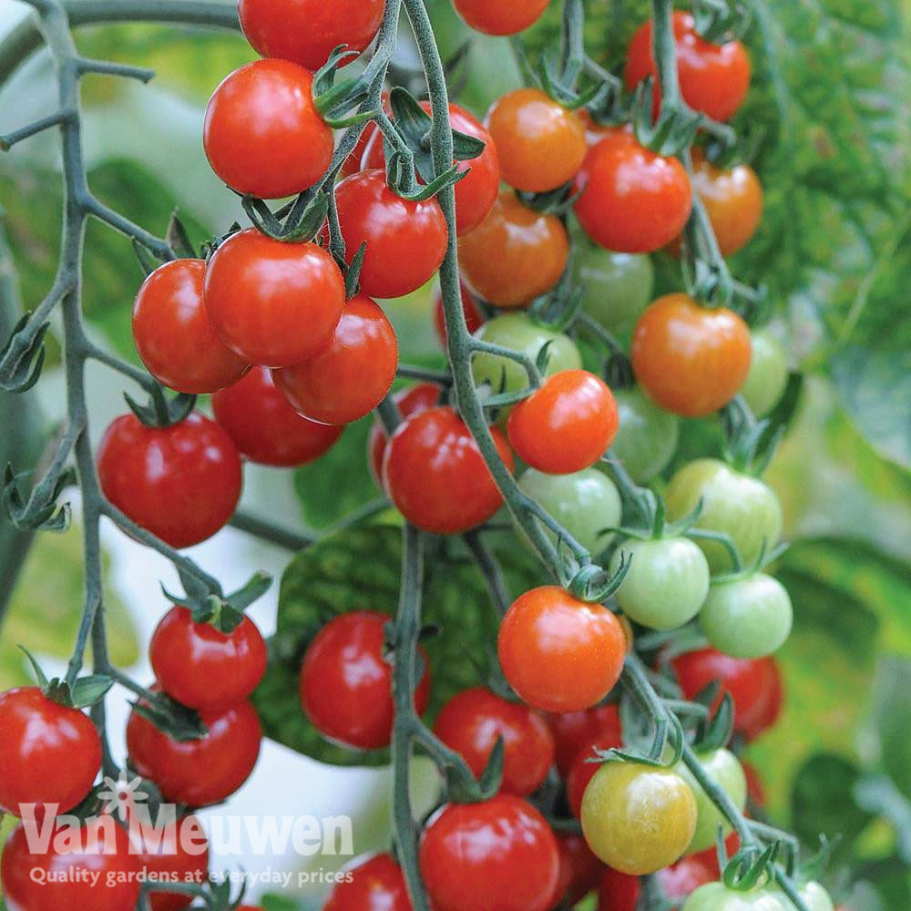 Tomato 'Sweet Aperitif'