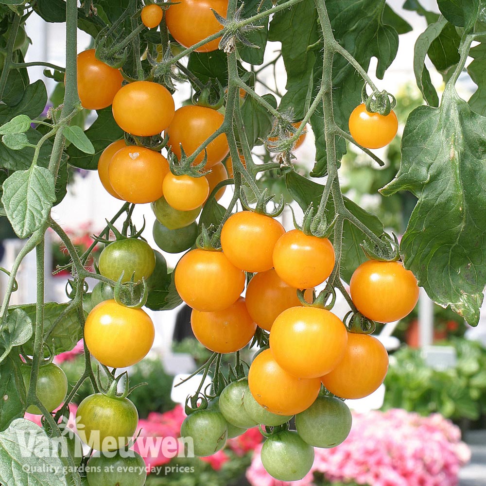 Tomato 'Tumbling Tom Yellow'