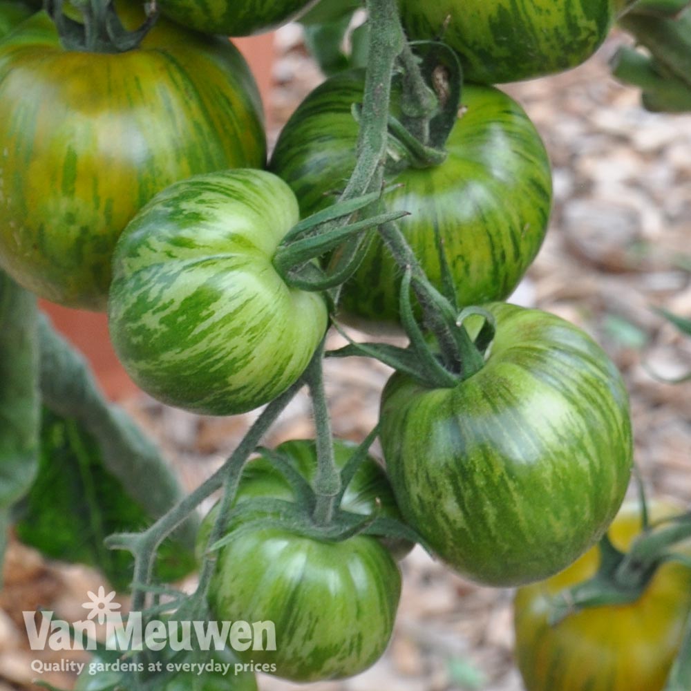 Tomato 'Green Zebra'