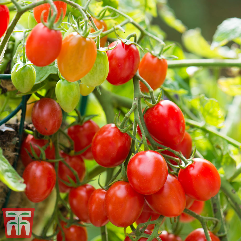 Tomato 'Romello' F1 Hybrid