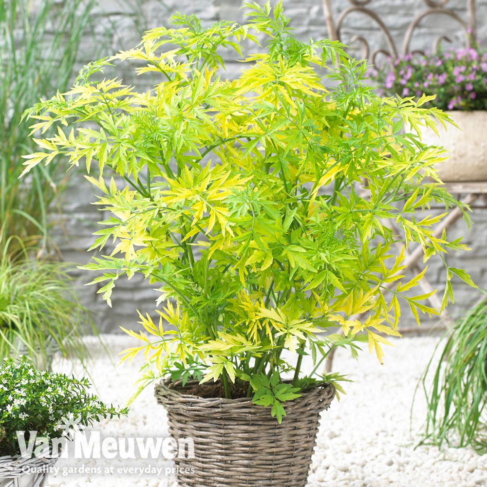 Sambucus nigra 'Golden Tower'