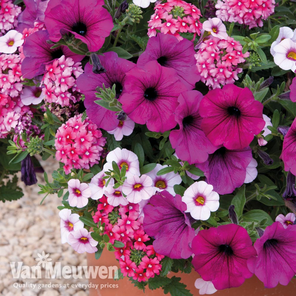 Trixi&reg; 'Cherry Kiss'