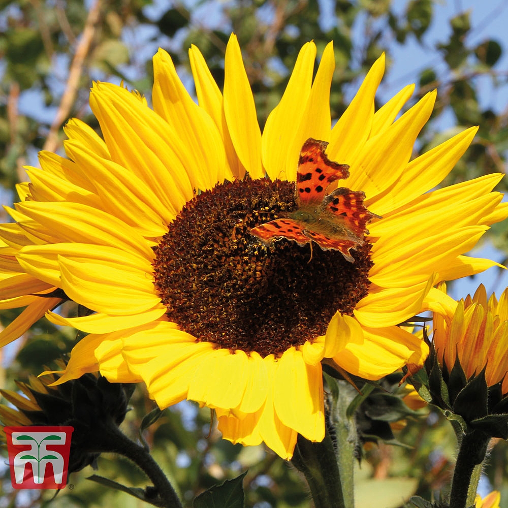 Sunflower 'Russian Giant' (Start-A-Garden&trade; Range)
