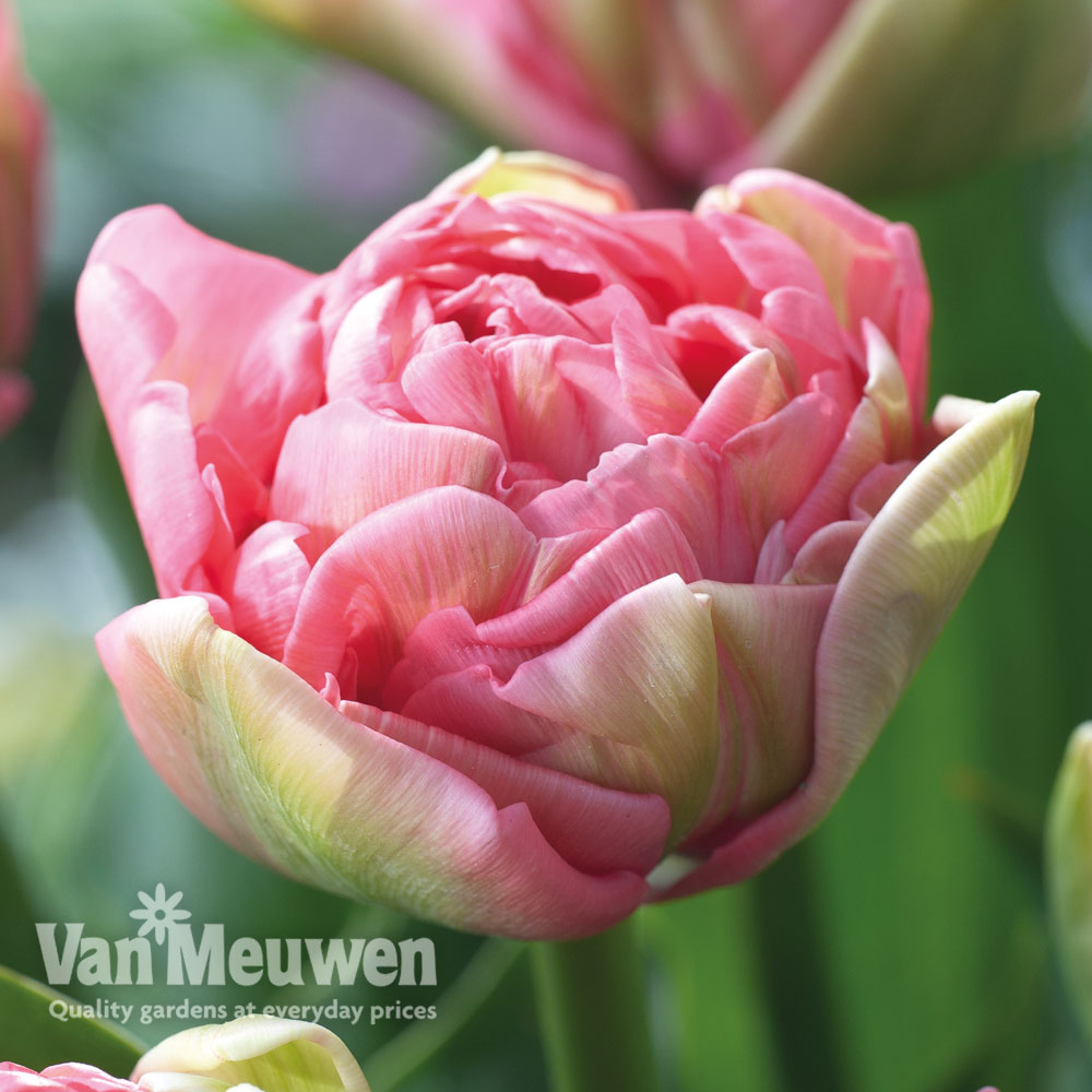 Tulip 'Promiss'