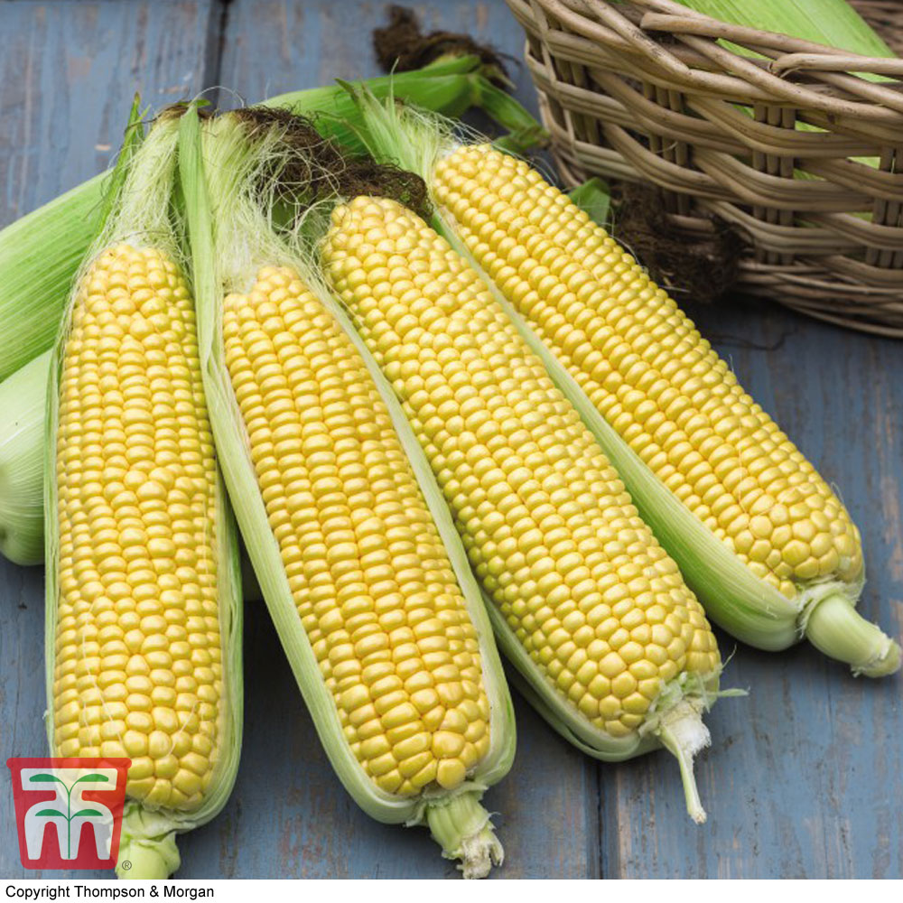 Sweetcorn 'Tyson'