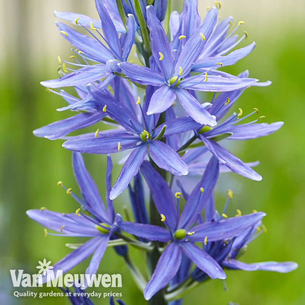 Camassia leichtlinii subsp. suksdorfii Caerulea Group