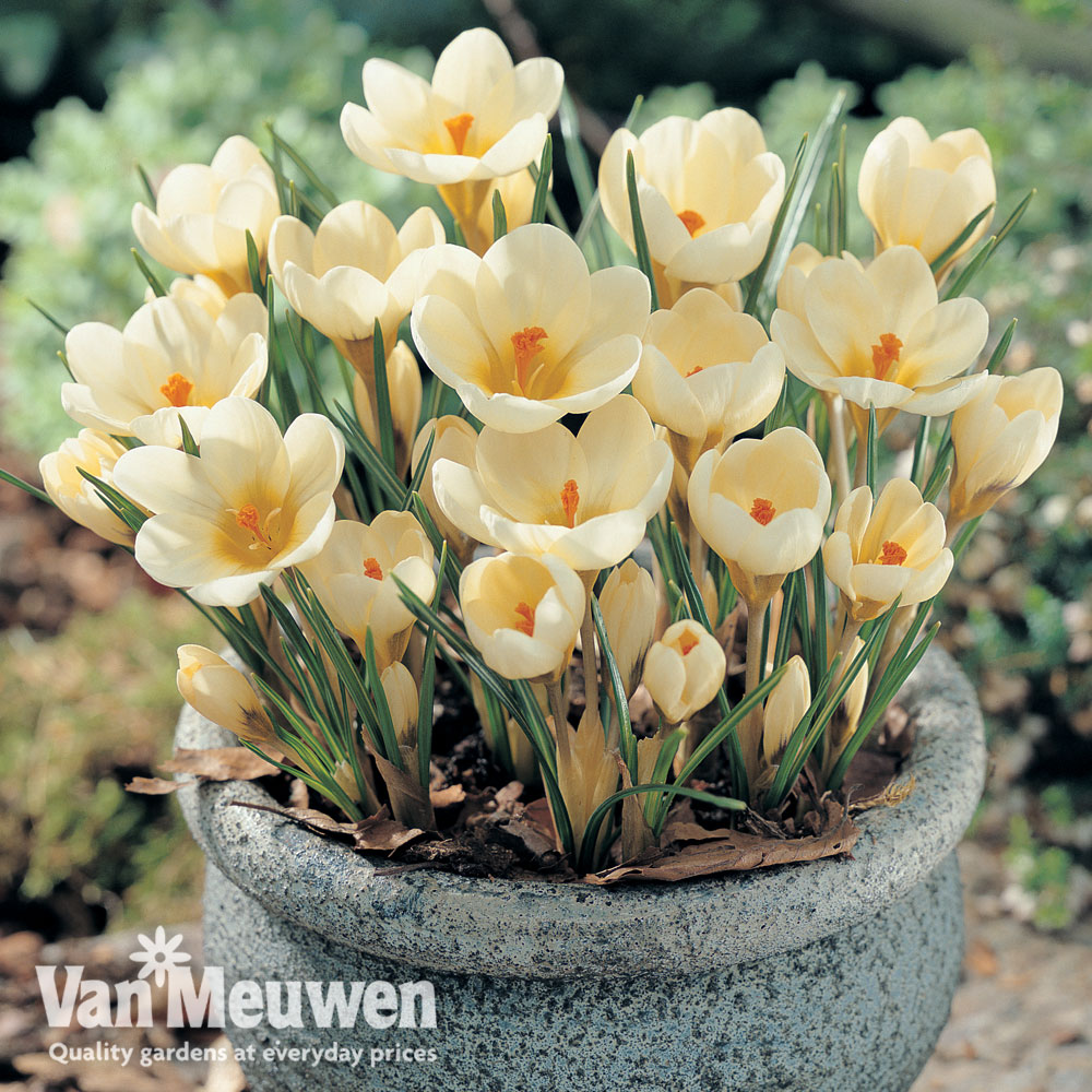 Crocus chrysanthus 'Cream Beauty'