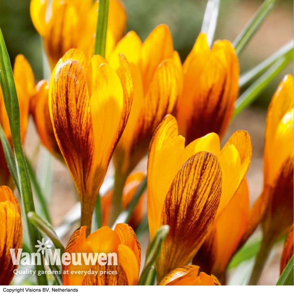 Crocus olivieri subsp. balansae 'Orange Monarch'