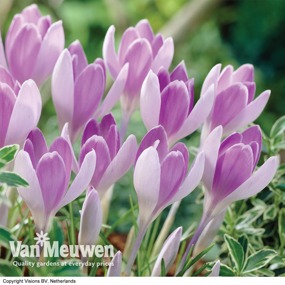 Crocus 'Vanguard'