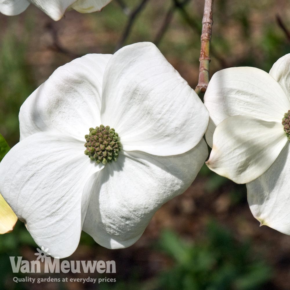 Cornus 'Eddie's White Wonder'