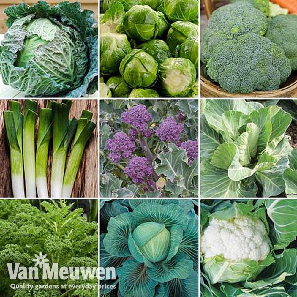 Nurseryman's Choice Vegetables