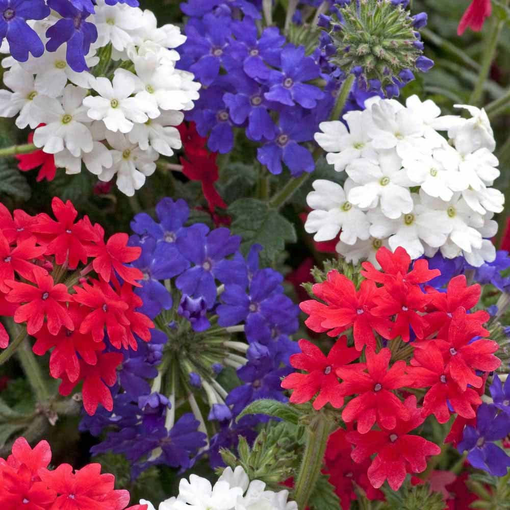 Verbena 'Union Jack'