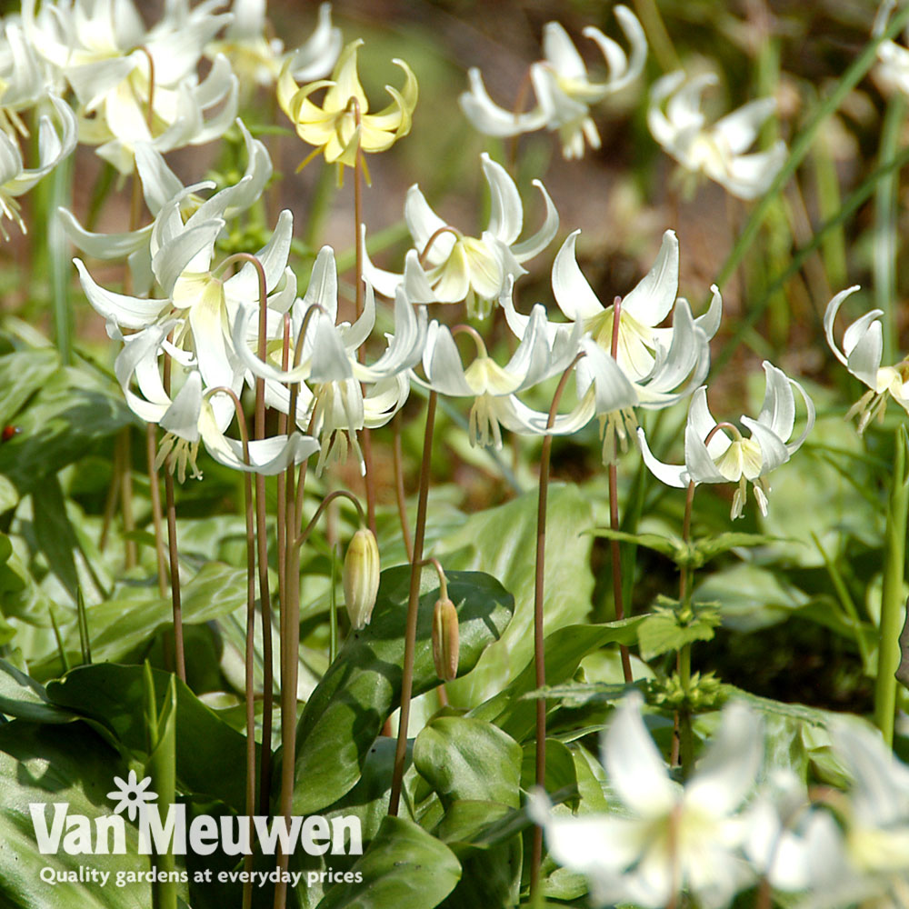 Erythronium californicum 'White Beauty'