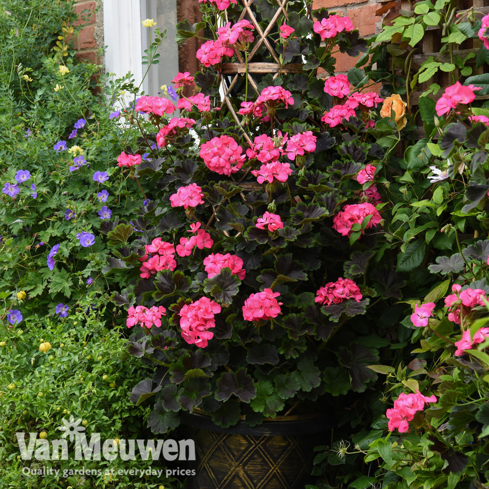 Geranium 'Tall Dark & Handsome Hot Pink'