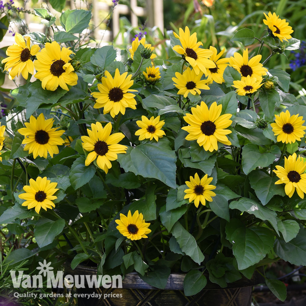 Sunflower SunBelievable&trade; 'Golden Girl'