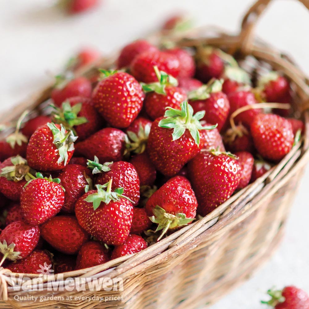 Strawberry 'Vibrant'