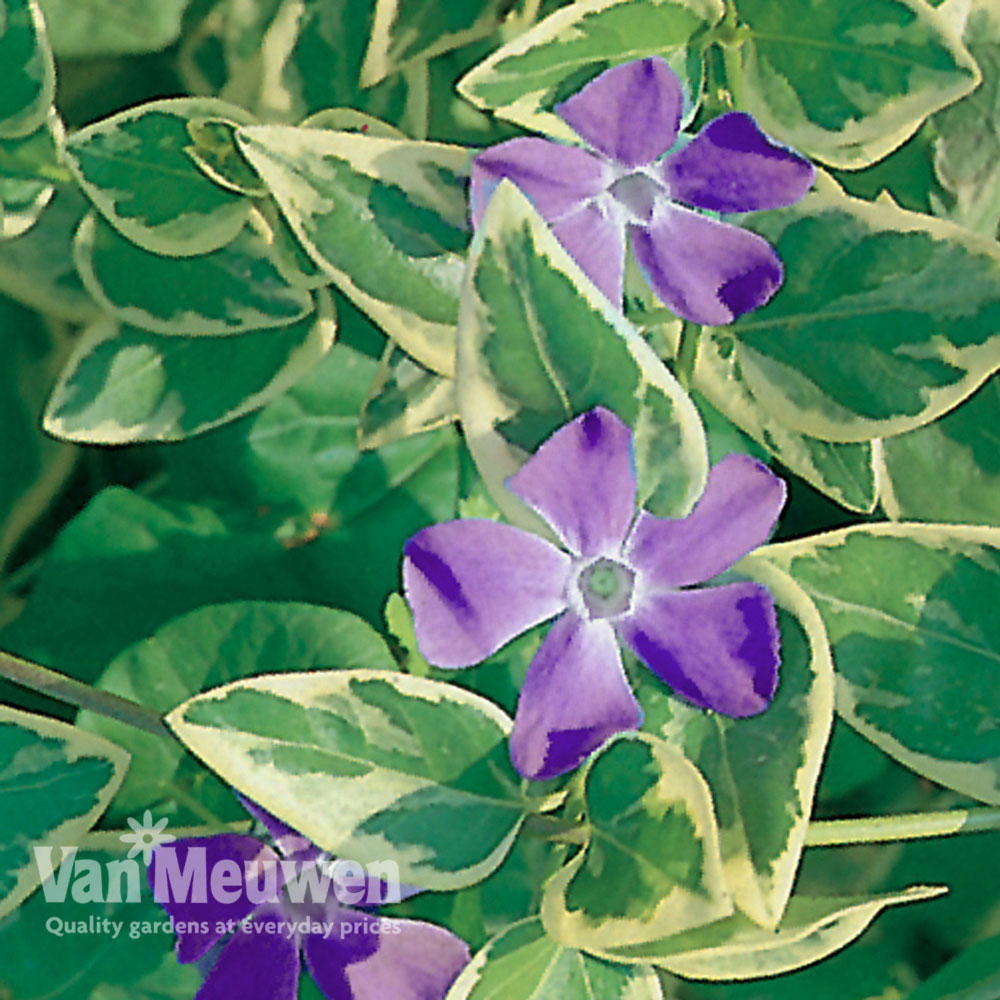 Vinca major 'Wojo's Gem'