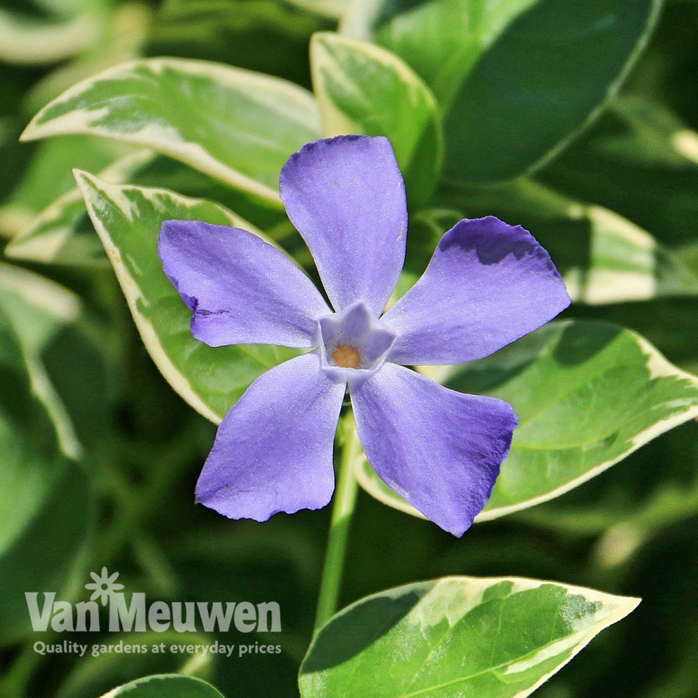 Vinca minor 'Ralph Shugert'