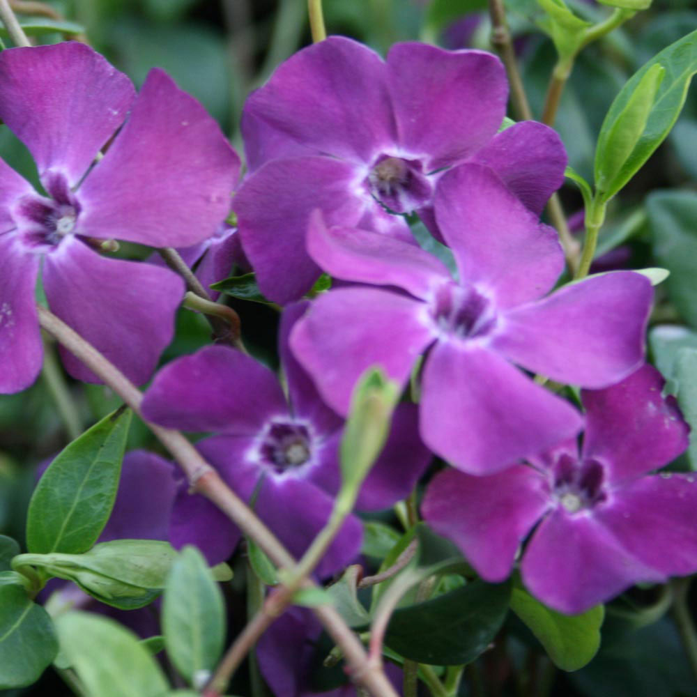 Vinca minor 'Atropurpurea'