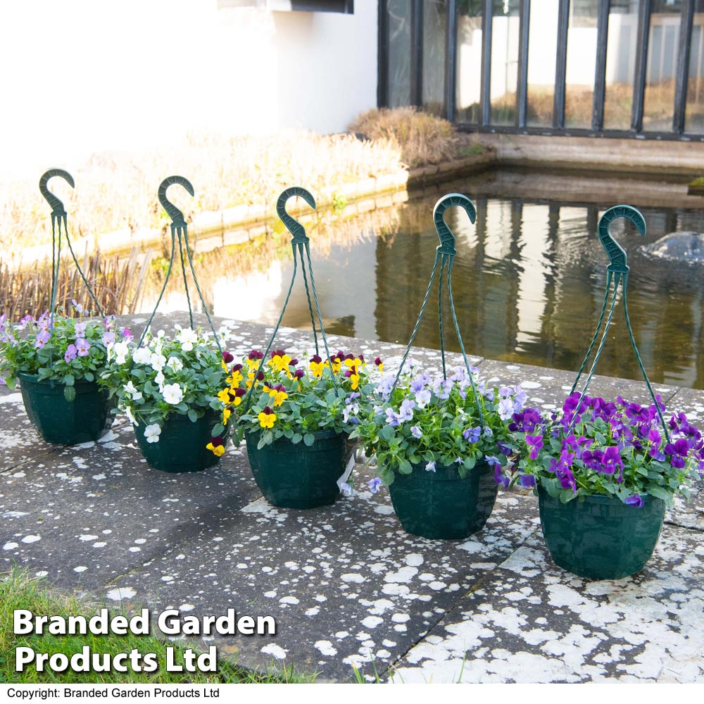 Viola Pre-Planted Hanging Basket