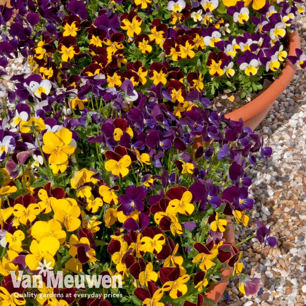 Viola 'Pot Pourri Mixed'