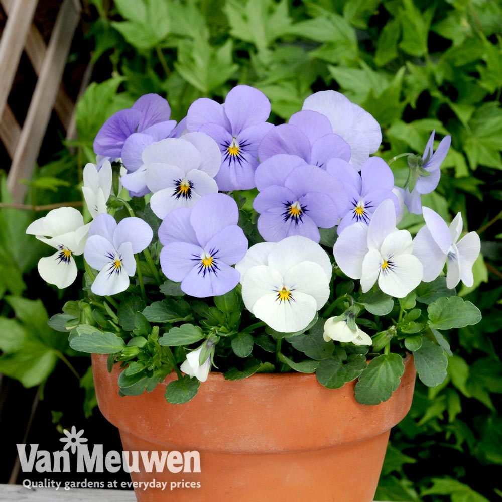 Viola hybrida 'Sorbet Yesterday Today & Tomorrow'