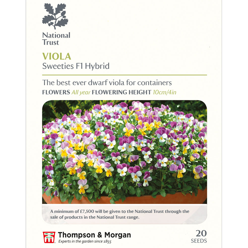 Viola x williamsiana 'Sweeties' (National Trust)