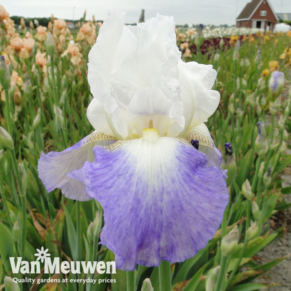 Iris 'Mission Ridge' (Re-Blooming)