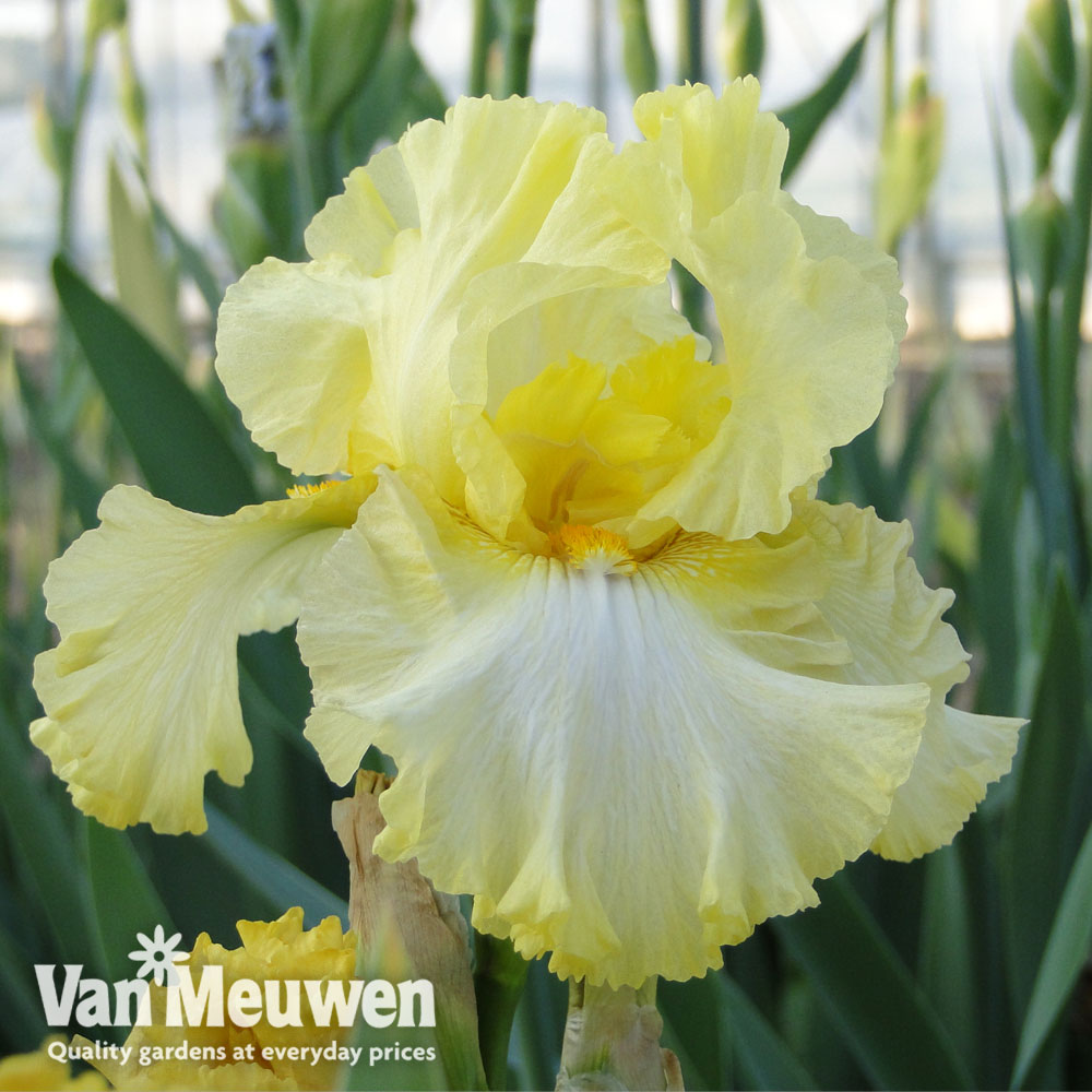 Iris 'Summer Olympics' (Re-Blooming)