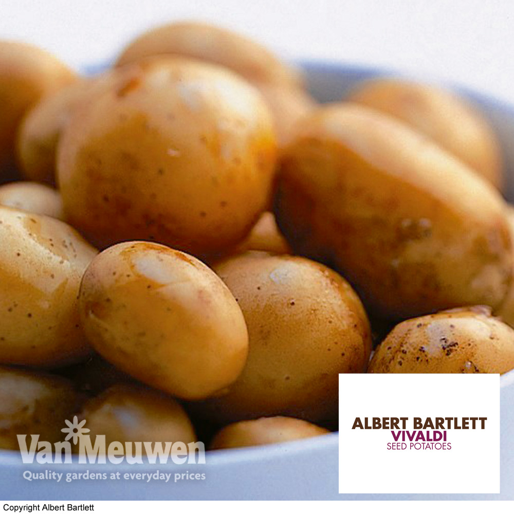 Potato 'Vivaldi'