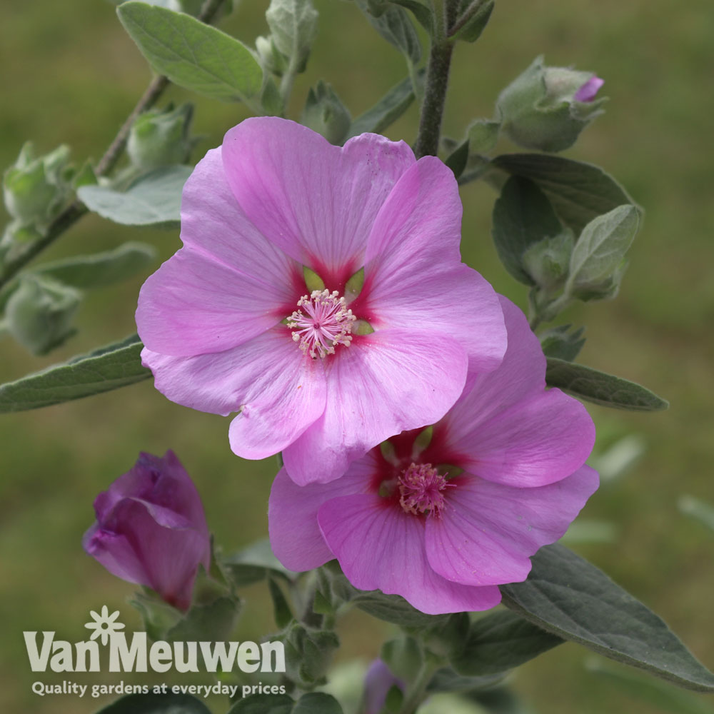 Lavatera x clementii 'Strawberry Milkshake'