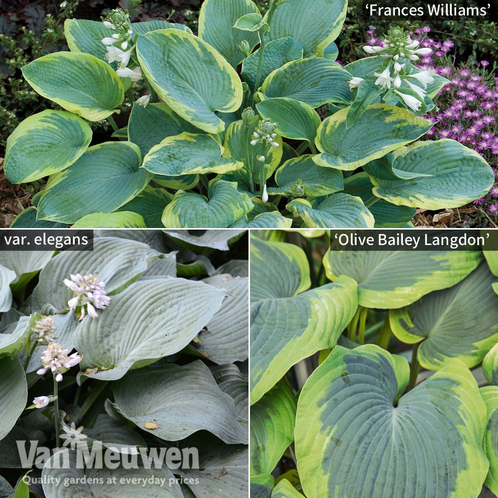 Hosta 'Giant Leaved Mix'