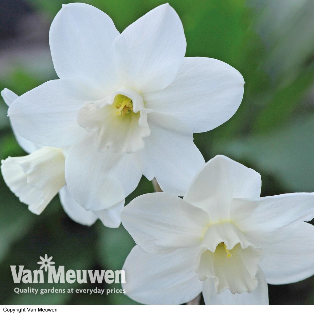 Narcissus 'Niveth'